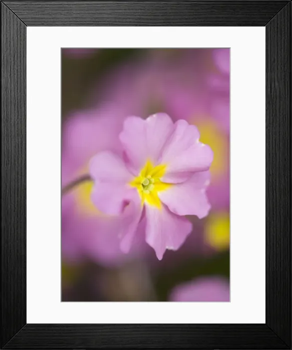 Framed Print : Pink Primula Flowers Norfolk UK Framed Print : Pink Primula Flowers Norfolk UK
