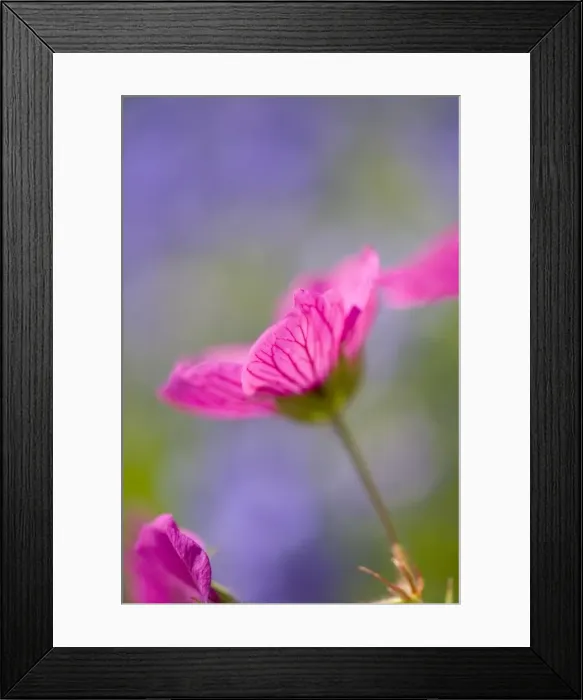 Framed Print : Cranesbill Flowers Norfolk UK Framed Print : Cranesbill Flowers Norfolk UK