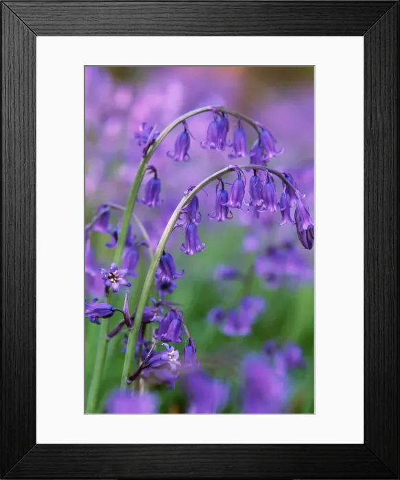 Framed Print : PLANTS - Bluebells Framed Print : PLANTS - Bluebells