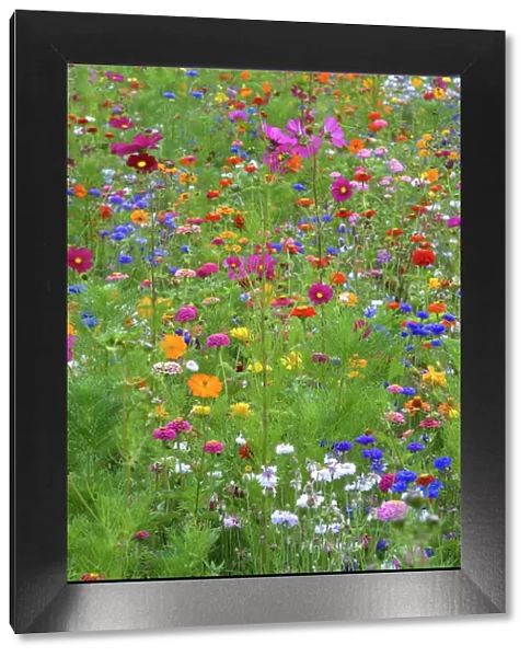 Mixed flowers in meadow