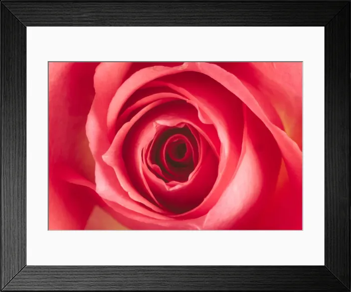 Framed Print : Red Rose Flower Close up Framed Print : Red Rose Flower Close up