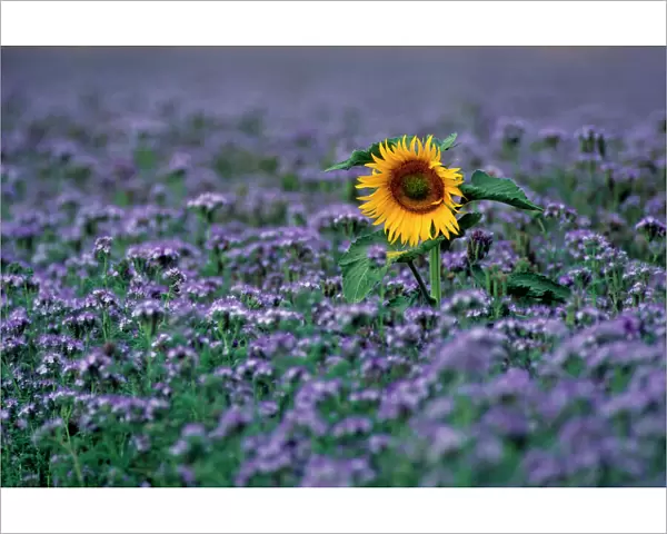 Sunflower - France
