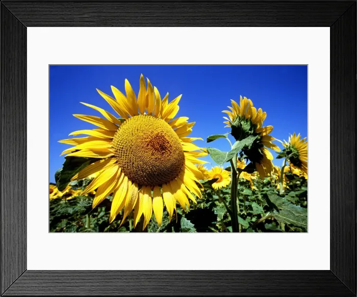 Framed Print : SUNFLOWERS - against blue sky Framed Print : SUNFLOWERS - against blue sky