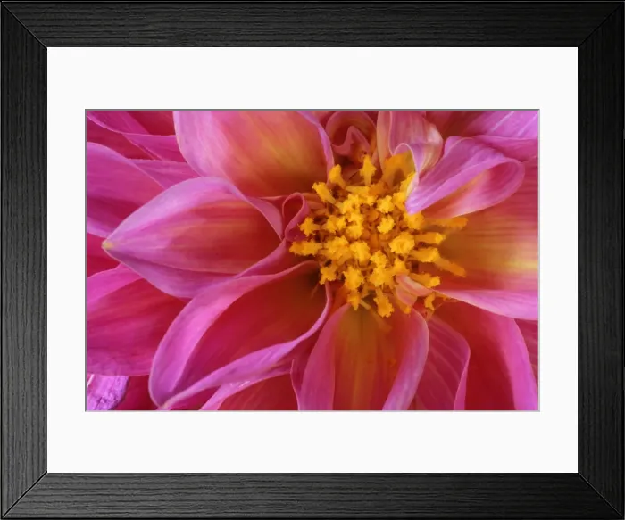 Framed Print : Dahlia detail of a pink coloured blossom Baden-Wuerttemberg, Germany Framed Print : Dahlia detail of a pink coloured blossom Baden-Wuerttemberg, Germany