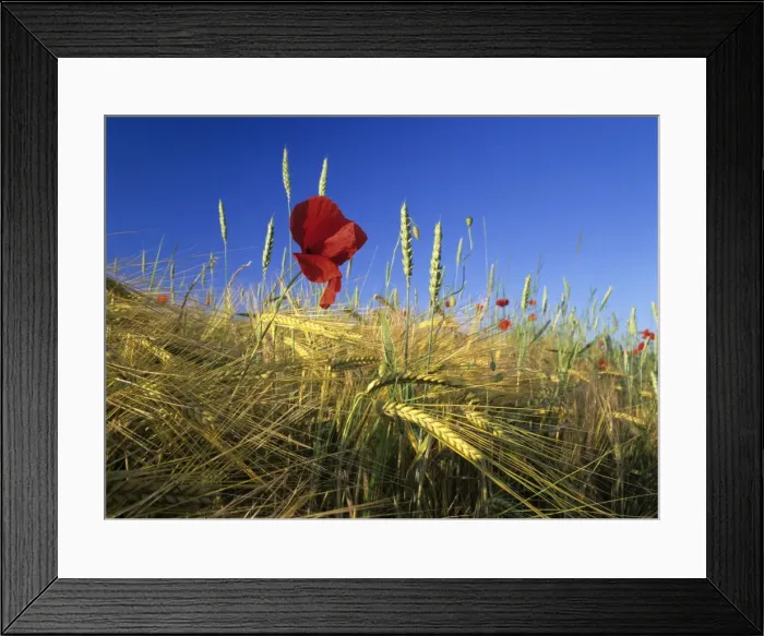 Framed Print : Field Poppies in grain field in early summer Baden-Wuerttemberg, Germany Framed Print : Field Poppies in grain field in early summer Baden-Wuerttemberg, Germany