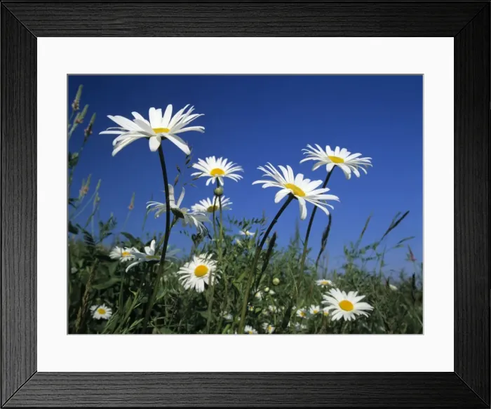 Framed Print : Oxeye daisies blossoms against blue sky Baden-Wuerttemberg, Germany Framed Print : Oxeye daisies blossoms against blue sky Baden-Wuerttemberg, Germany
