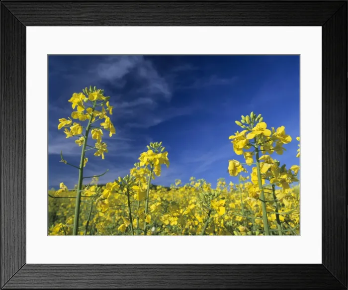 Framed Print : Rape blossoms bright yellow coloured in full bloom Baden-Wuerttemberg, Germany Framed Print : Rape blossoms bright yellow coloured in full bloom Baden-Wuerttemberg, Germany