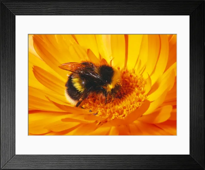 Framed Print : Common Bumblebee Collecting pollen, UK Framed Print : Common Bumblebee Collecting pollen, UK