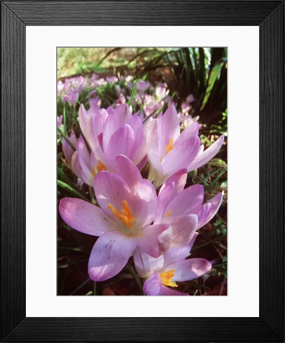 Framed Print : SPRING CROCUS - Many Purple Framed Print : SPRING CROCUS - Many Purple