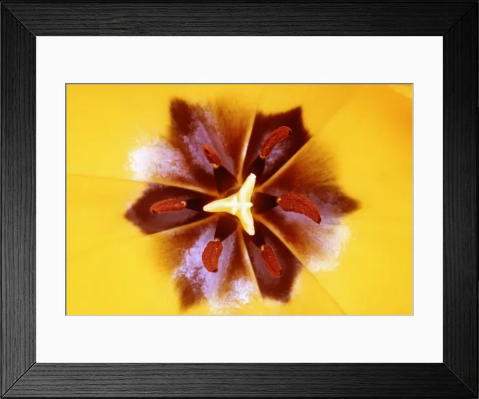 Framed Print : TULIP - yellow flower centre, in close-up Framed Print : TULIP - yellow flower centre, in close-up