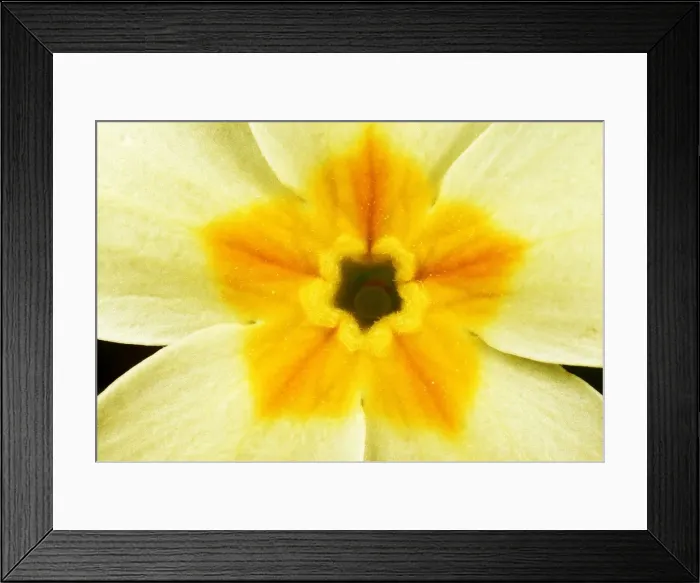 Framed Print : Primrose - yellow flower centre close-up Framed Print : Primrose - yellow flower centre close-up