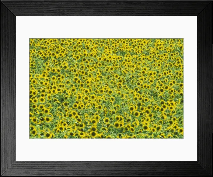 Framed Print : Sunflower - Cultivations in the Campina Cordobesa, the fertile rural area south of the town of Cordoba; in June. Province of Cordoba, Andalucia, Spain Framed Print : Sunflower - Cultivations in the Campina Cordobesa, the fertile rural area south of the town of Cordoba; in June. Province of Cordoba, Andalucia, Spain
