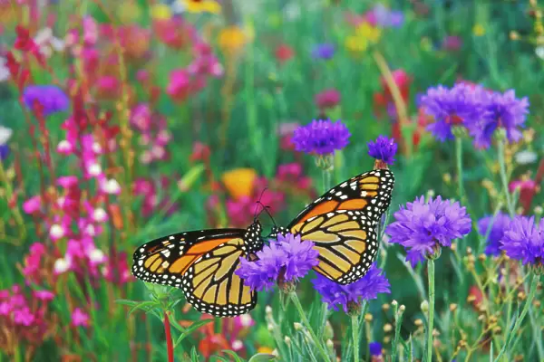 Two monarch butterflies rest for a moment in a garden of flowers. Px291