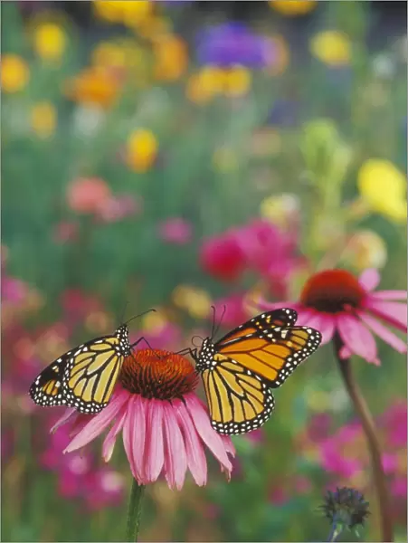 Monarch butterfly - on purple coneflower. Px277