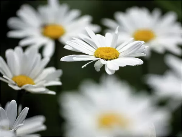 Ox-eye Daisy- flowering in garden, Lower Saxony, Germany