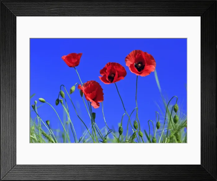 Framed Print : Common Poppy- flowering against a blue sky, Lower Saxony, Germany Framed Print : Common Poppy- flowering against a blue sky, Lower Saxony, Germany