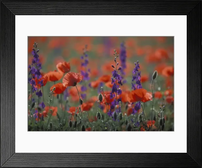 Framed Print : Field Poppy and Eastern Larkspur (Consolida hispanica) Hortobagy, Hungary Framed Print : Field Poppy and Eastern Larkspur (Consolida hispanica) Hortobagy, Hungary