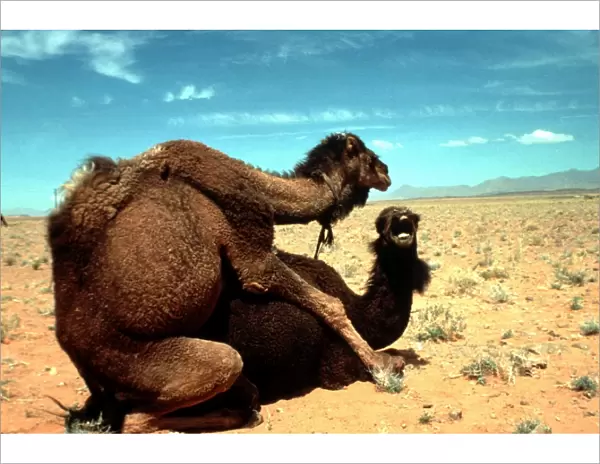 Dromedary CAMELS - mating