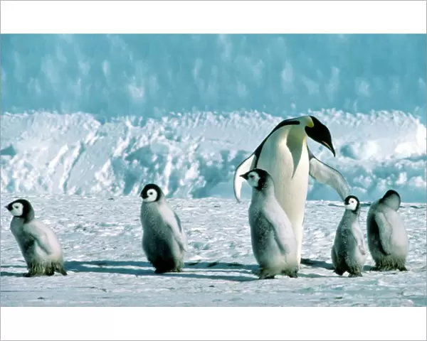 Emperor Penguin - Marshalling chicks. Antarctic