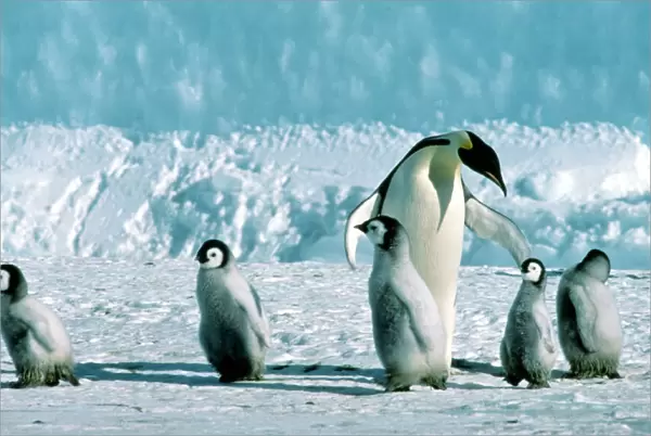 Emperor Penguin - Marshalling chicks. Antarctic