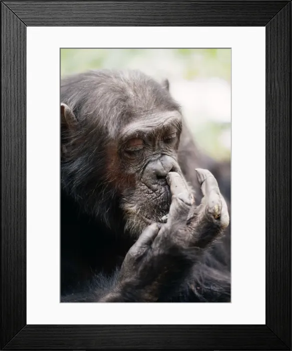 Framed Print : Chimpanzee - picking nose, Gigi female 39 yrs. Gombe, Tanzania, Africa Framed Print : Chimpanzee - picking nose, Gigi female 39 yrs. Gombe, Tanzania, Africa