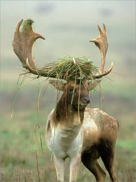 Fallow Deer - buck