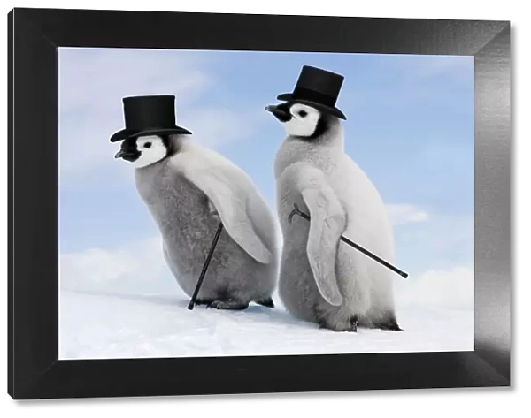 Emperor Penguin - two chicks with top hats and canes. Snow hill island - Antarctica