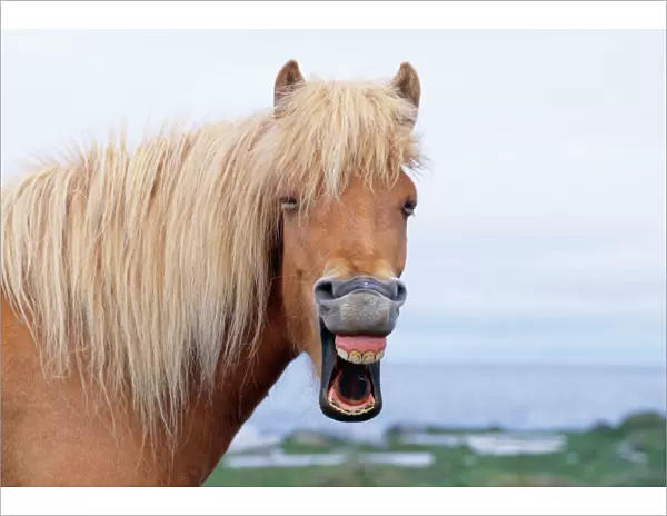 Icelandic Horse - yawning