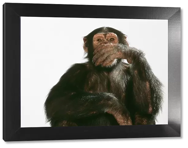 Chimpanzee - hand over mouth Speak No Evil