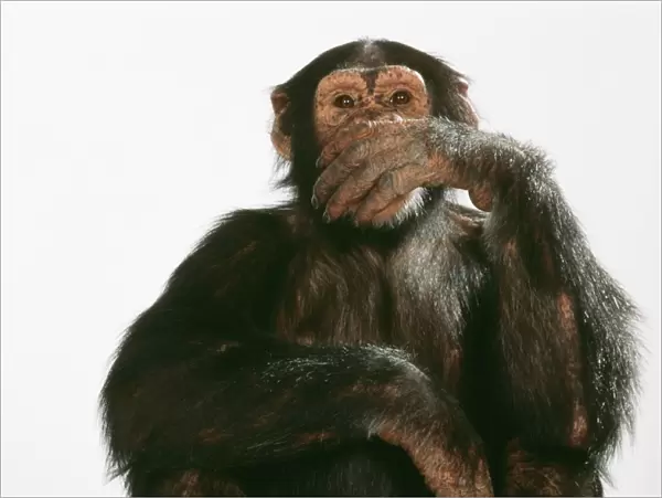 Chimpanzee - hand over mouth Speak No Evil