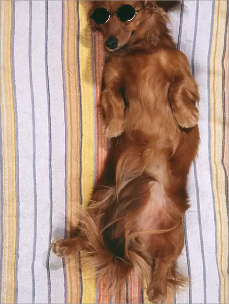 DOG - Miniature long-haired dachshund  /  Teckel - sunbathing, wi