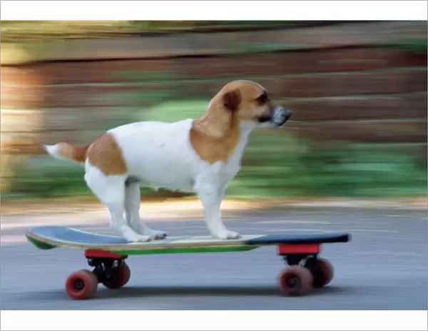 Jack Russell Terrier Dog - on skateboard