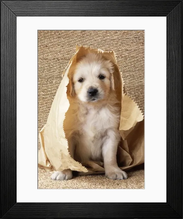 Framed Print : Golden Retriever Dog - puppy in paper bag Framed Print : Golden Retriever Dog - puppy in paper bag