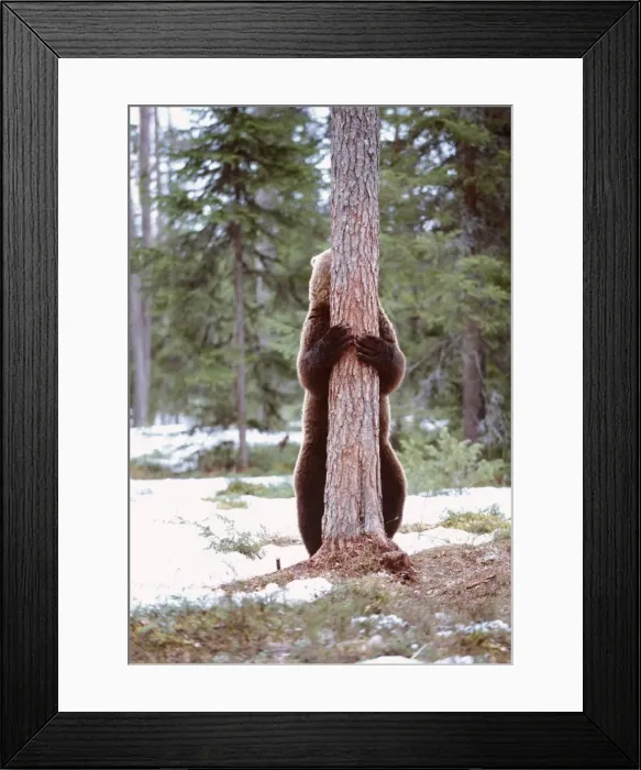 Framed Print : Brown Bear - hugging tree Finland Framed Print : Brown Bear - hugging tree Finland