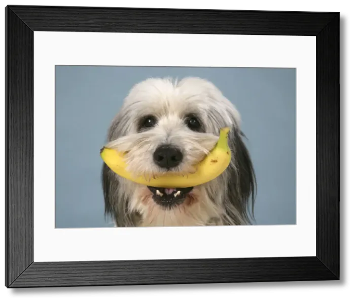 Framed Print : Dog - Polish Lowland Sheepdog holding a banana Framed Print : Dog - Polish Lowland Sheepdog holding a banana