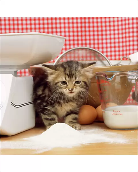 Tabby Cat - kitten with flour on nose & whiskers, by scales & mixing bowl