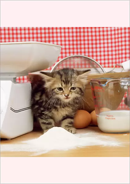 Tabby Cat - kitten with flour on nose & whiskers, by scales & mixing bowl