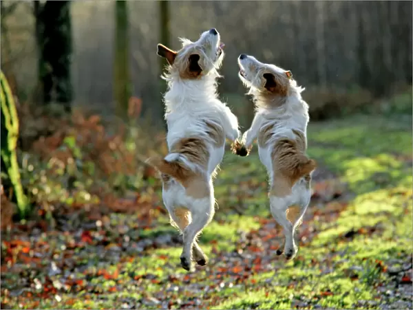Jack Russell dogs jumping in mid-air, walking along together