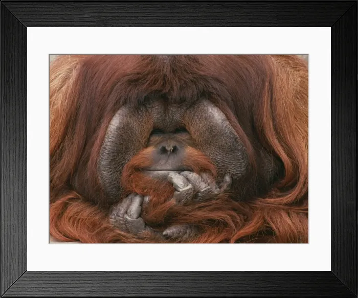 Framed Print : Bornean Orang-utan - Adult male in zoo Framed Print : Bornean Orang-utan - Adult male in zoo