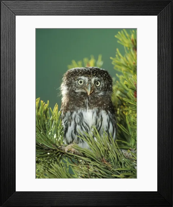 Framed Print : Northern Pygmy OWL - close-up in conifer Framed Print : Northern Pygmy OWL - close-up in conifer