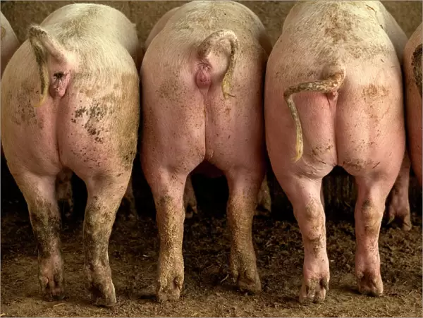 Large White Pigs – Rear view, showing curly tails