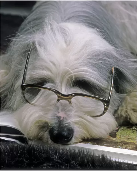 Bearded Collie Dog - Lying down asleep wearing spectacles