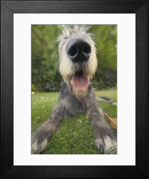 Framed Print : Dog - Irish wolfhound, close-up of head Framed Print : Dog - Irish wolfhound, close-up of head