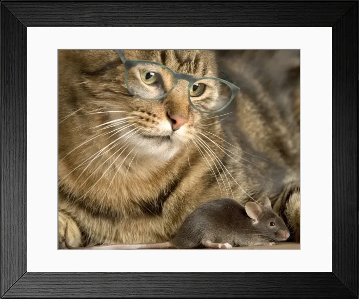 Framed Print : Tabby Cat - wearing glasses watches mouse Framed Print : Tabby Cat - wearing glasses watches mouse