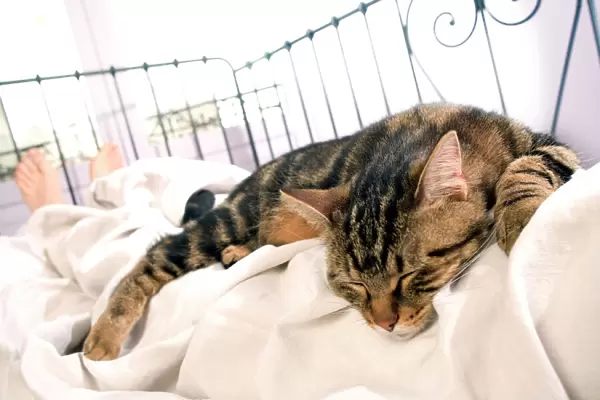 Cat - asleep on owner's bed