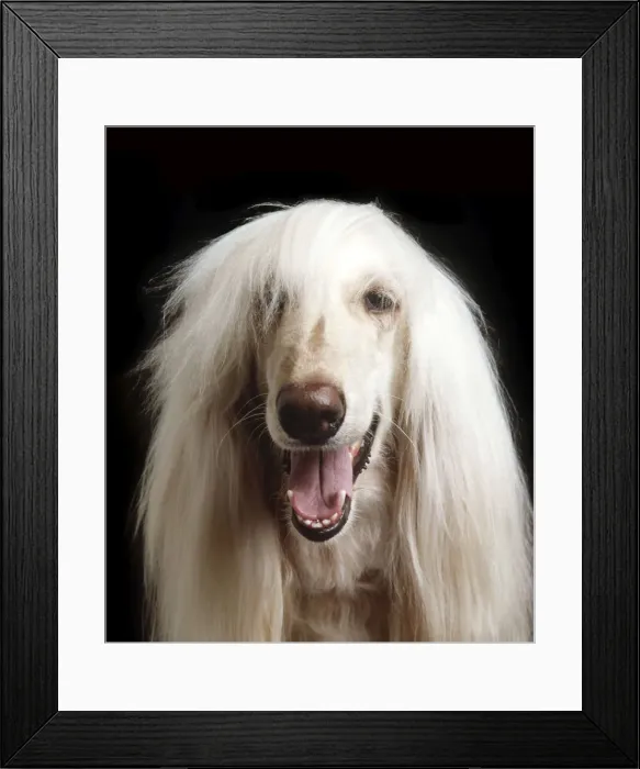 Framed Print : Afghan Dog Framed Print : Afghan Dog