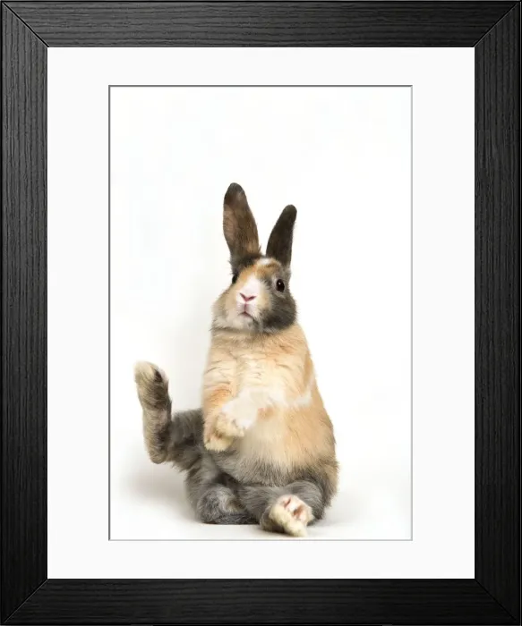 Framed Print : Smooth-haired Dwarf Rabbit Framed Print : Smooth-haired Dwarf Rabbit