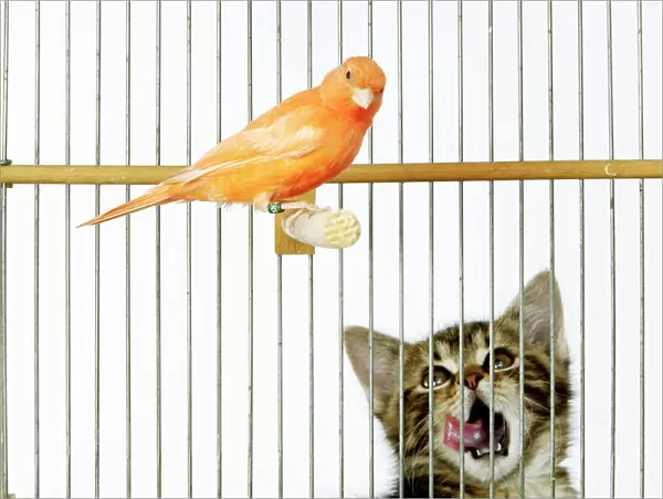 Cat - with caged Canary bird