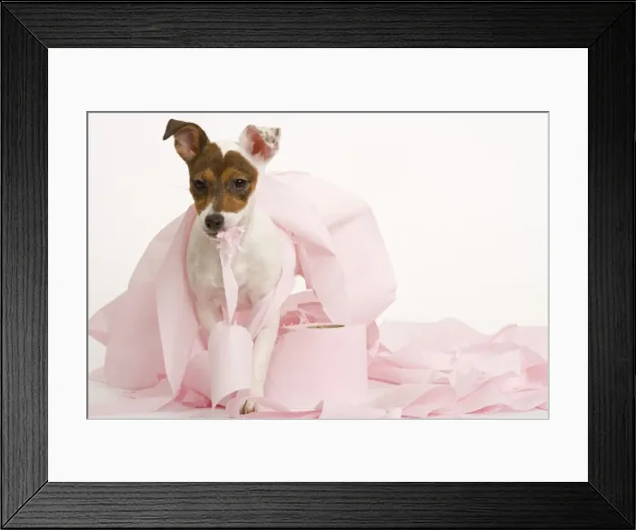 Framed Print : Dog - Jack Russell Terrier - With toilet roll Framed Print : Dog - Jack Russell Terrier - With toilet roll