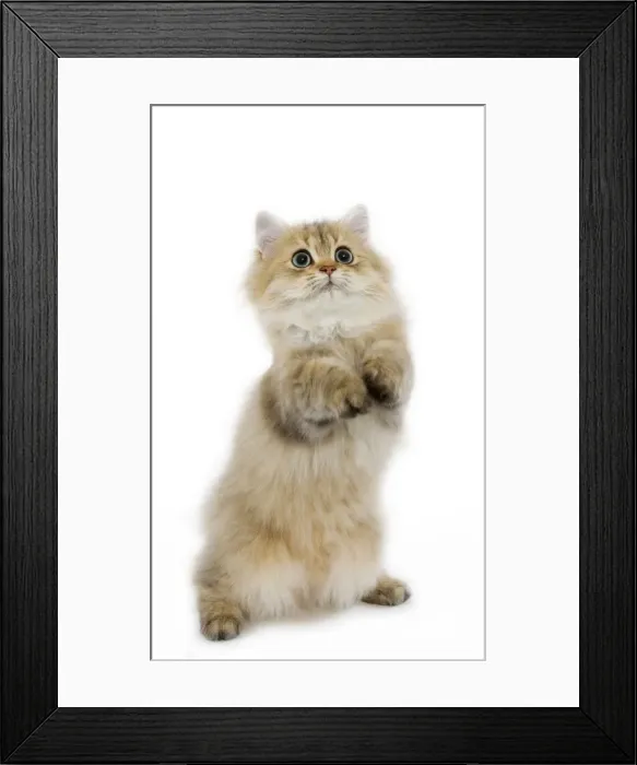 Framed Print : Cat - Shaded Golden Perisan on hind legs Framed Print : Cat - Shaded Golden Perisan on hind legs